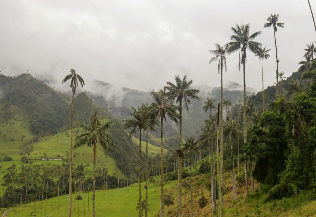 Palmas de cera en un valle andino de Colombia