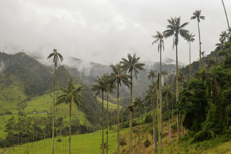 Palmas de cera en un valle andino de Colombia