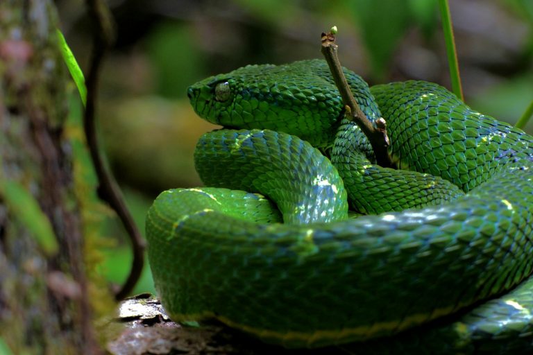 Serpiente verde enroscada en una rama, una víbora de palma