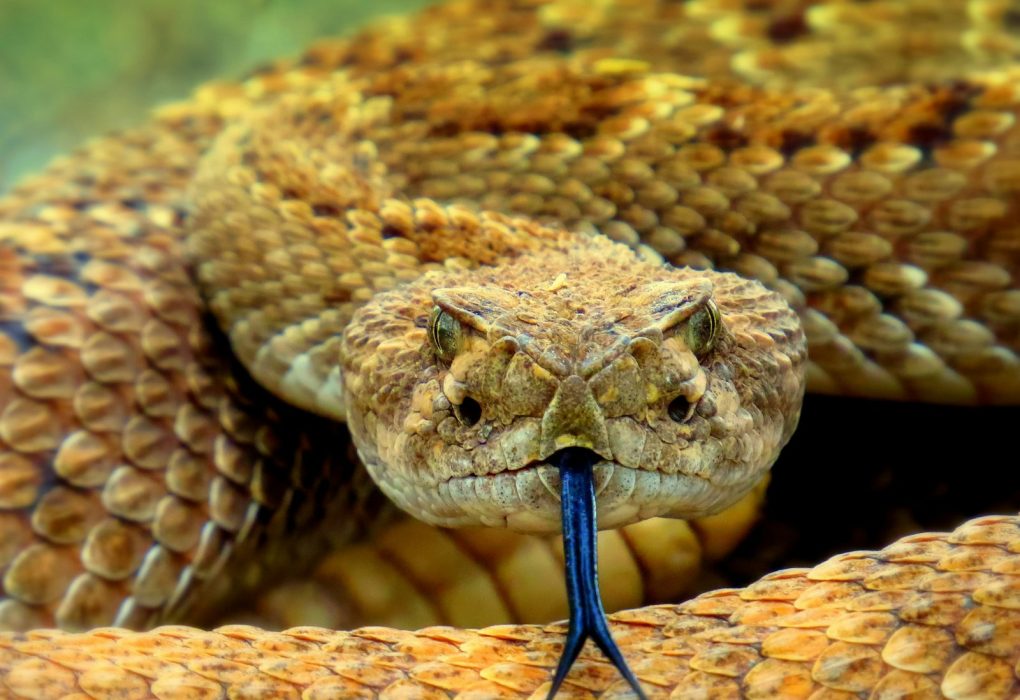 Serpiente de cascabel sobre suelo de tierra seca