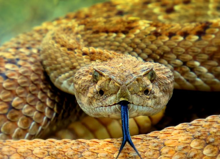 Serpiente de cascabel sobre suelo de tierra seca
